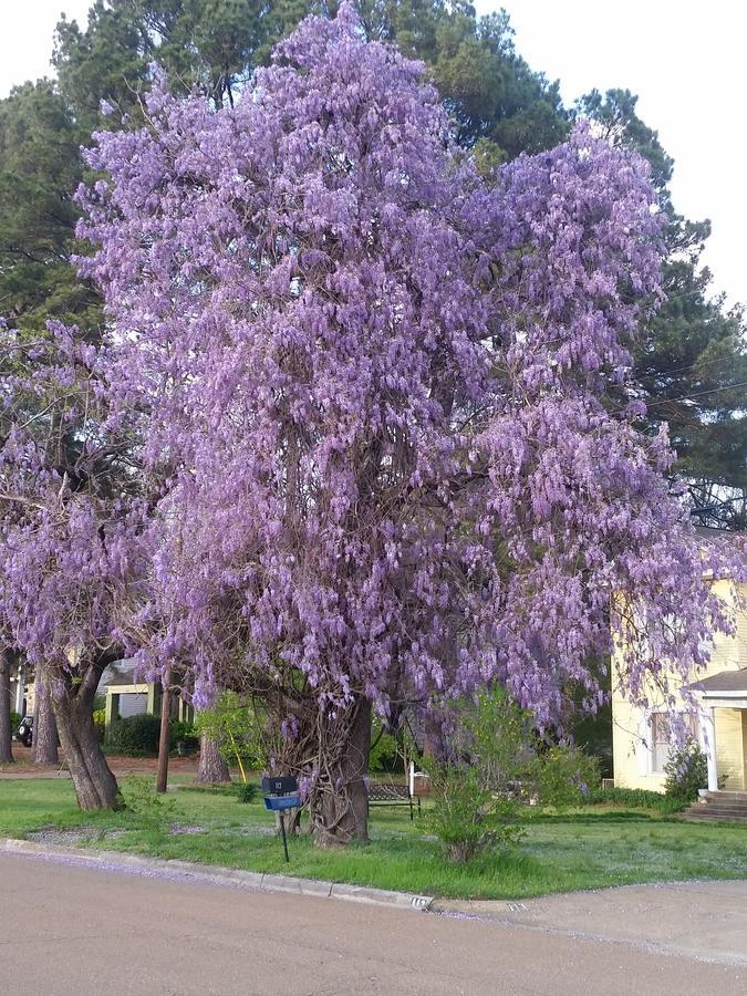Spahn House Bed And Breakfast Senatobia Екстер'єр фото